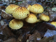 Pholiota jahnii