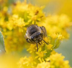 Colletes compactus
