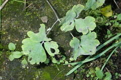 Erysiphe aquilegiae