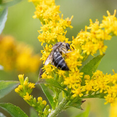Colletes compactus