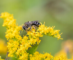 Colletes compactus