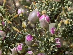 Muraltia spinosa