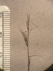 Aristida longespica