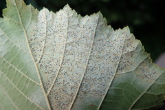 Phyllactinia guttata