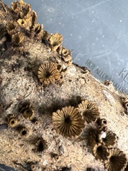 Schizophyllum umbrinum