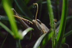 Schistocerca camerata