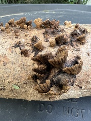 Schizophyllum umbrinum