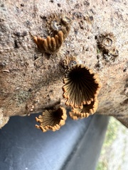 Schizophyllum umbrinum