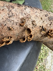 Schizophyllum umbrinum