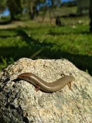 Chalcides bedriagai
