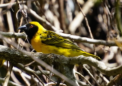 Ploceus cucullatus spilonotus