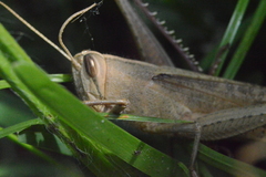 Schistocerca camerata