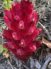 Hyobanche sanguinea