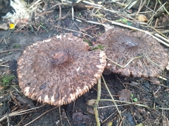 Chlorophyllum olivieri