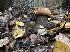 Leccinum versipelle