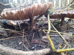 Chlorophyllum olivieri