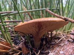 Paxillus
