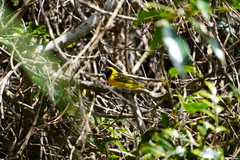 Ploceus cucullatus spilonotus