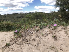 Carpobrotus virescens