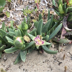 Carpobrotus virescens