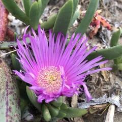Carpobrotus virescens