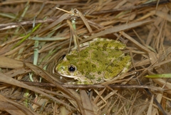 Pelodytes punctatus