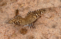 Caprona alida