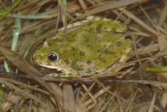 Pelodytes punctatus