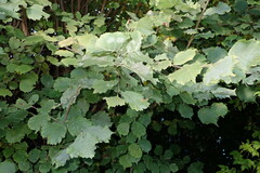 Phyllactinia guttata