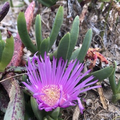 Carpobrotus virescens