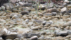 Charadrius placidus