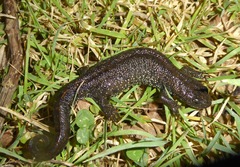 Triturus cristatus
