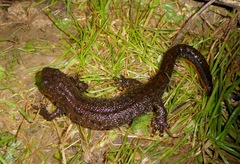 Triturus cristatus