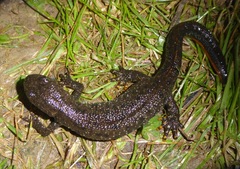 Triturus cristatus