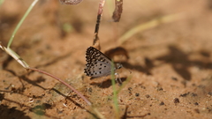 Caprona alida