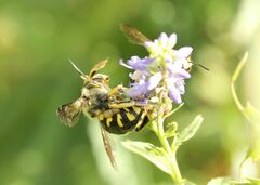 Anthidium florentinum