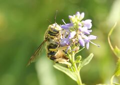 Anthidium florentinum