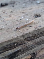 Cylindroiulus punctatus