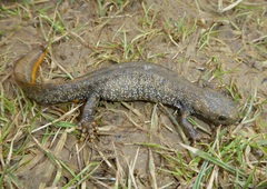 Triturus cristatus