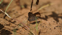 Caprona alida