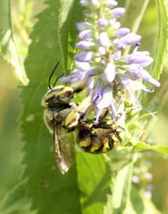 Anthidium florentinum