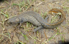 Triturus cristatus