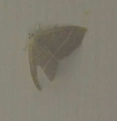 Trisateles emortualis