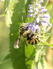 Anthidium florentinum