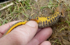 Triturus cristatus
