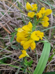 Hippocrepis comosa