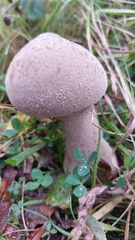 Lycoperdon excipuliforme