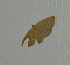 Trisateles emortualis