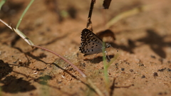 Caprona alida