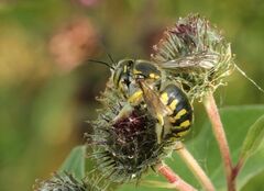 Anthidium florentinum